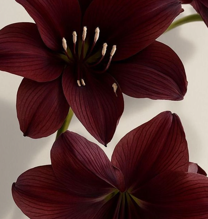 red-flower